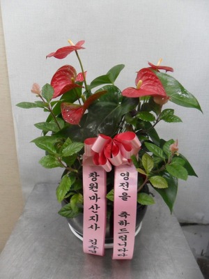 공기정화식물 안스리움