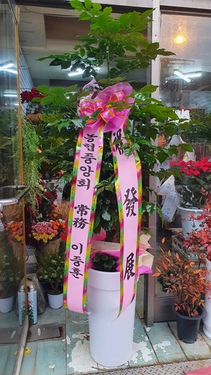 공기정화식물 녹보수