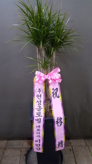 공기정화식물
