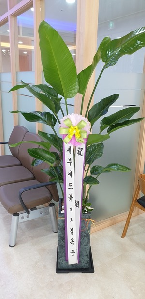 공기정화식물 극락조