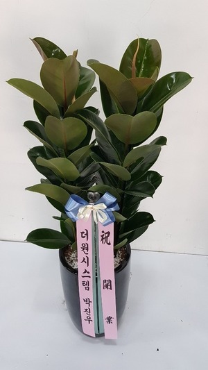 공기정화식물 고무나무