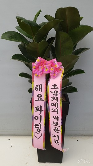공기정화식물 고무나무