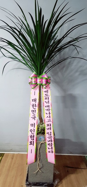 공기정화식물 드라코