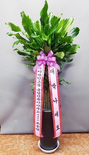 공기정화식물 황금죽