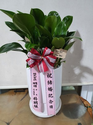 공기정화식물 콩고