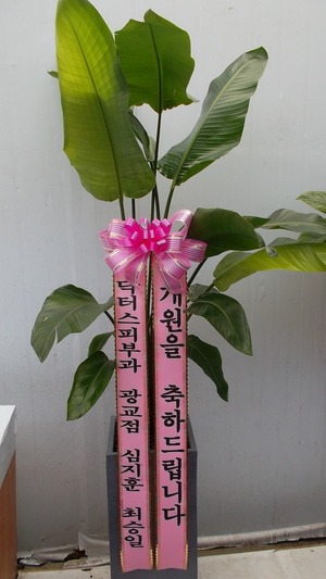 공기정화식물 극락조