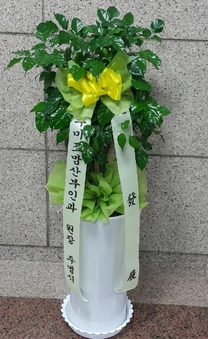 공기정화식물 녹보수