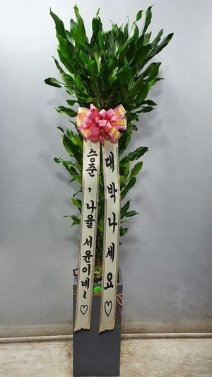 공기정화식물