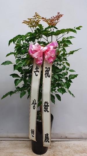 공기정화식물 녹보수