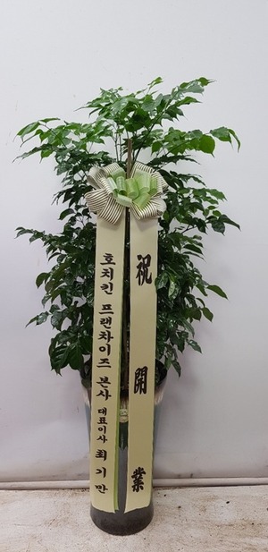 공기정화식물 녹보수