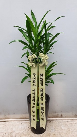 공기정화식물 행운목