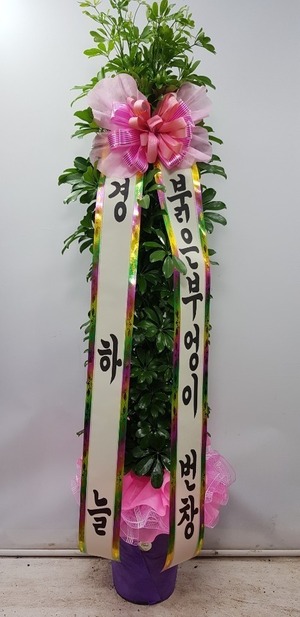 공기정화식물 홍콩야자