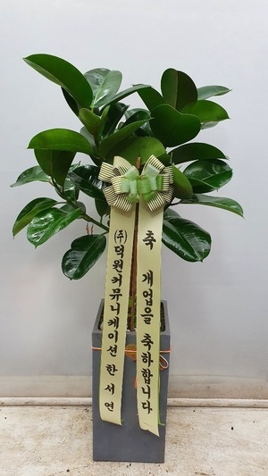 공기정화식물 고무나무