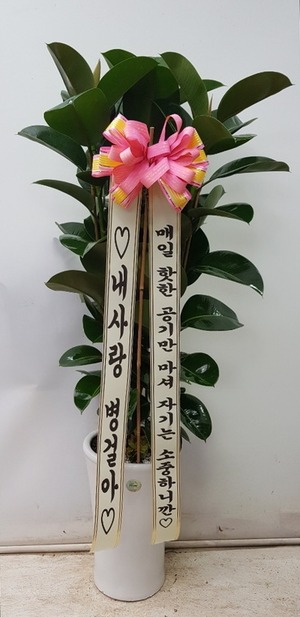 공기정화식물 고무나무