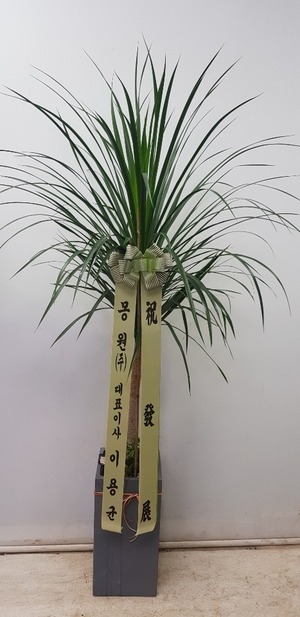 공기정화식물 드라코