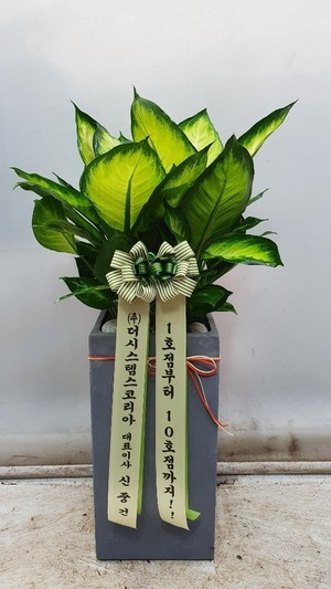 공기정화식물 마리안느