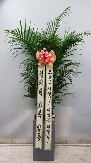 공기정화식물 아레카야자