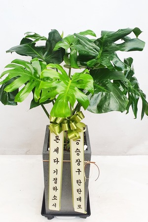 공기정화식물 몬스테리아