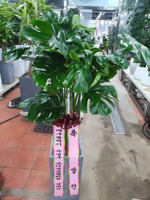 공기정화식물 몬스테리아