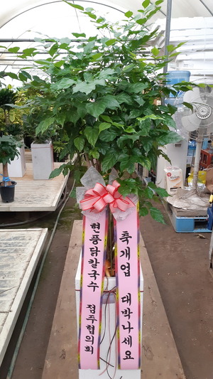 공기정화식물 녹보수