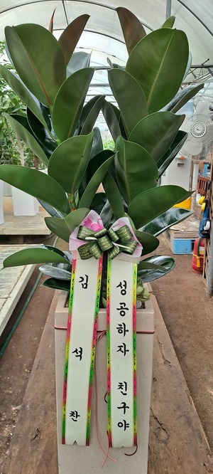 공기정화식물 고무나무