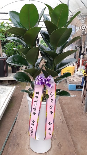 공기정화식물 고무나무