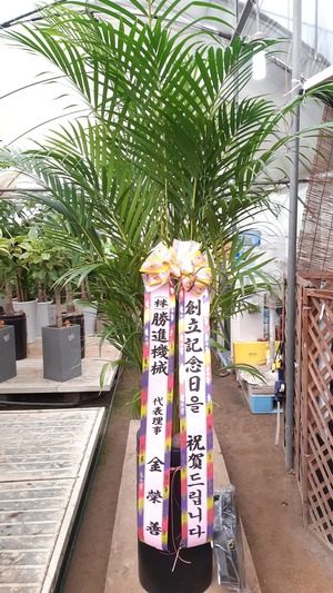 공기정화식물 아레카야자