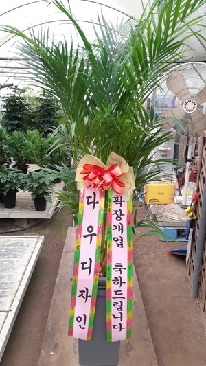 공기정화식물 아레카야자
