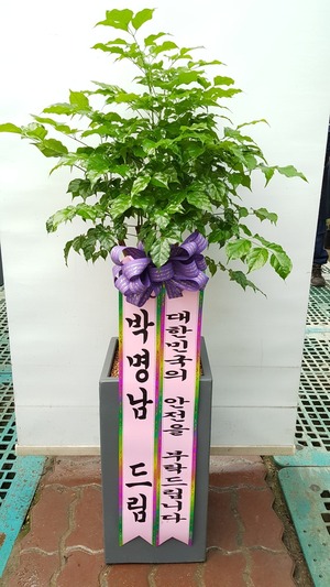 공기정화식물 녹보수