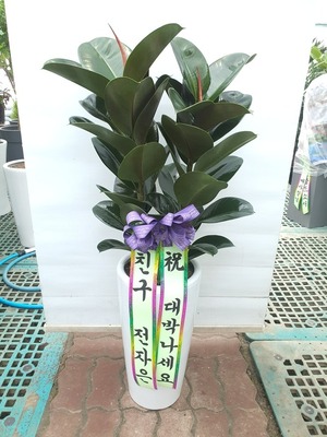 공기정화식물 고무나무