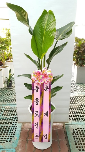 공기정화식물 극락조