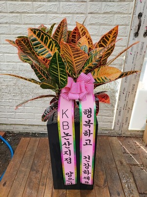공기정화식물 잎크로톤
