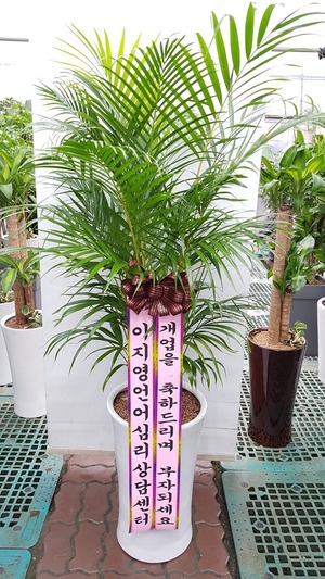 공기정화식물 아레카야자