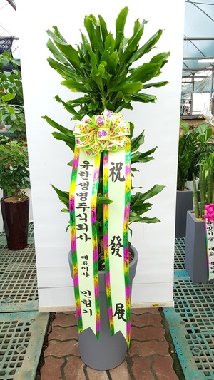 공기정화식물 황금죽