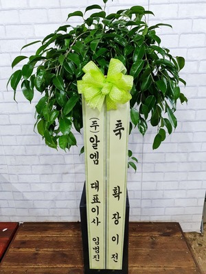 공기정화식물 벤자민