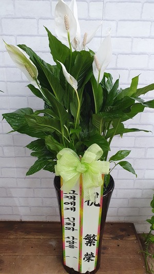 공기정화식물 스파트필름