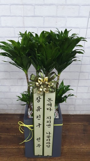 공기정화식물 콤펙타