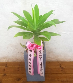 공기정화식물 아테누아타