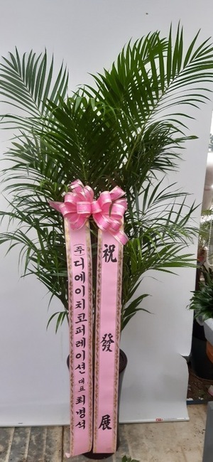 공기정화식물 아레카야자