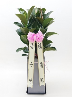 공기정화식물 고무나무