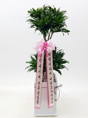 공기정화식물 콤펙타