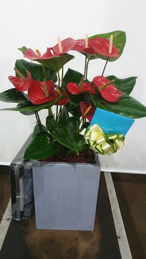 공기정화식물 안스리움