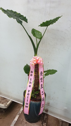 공기정화식물 알로카시아