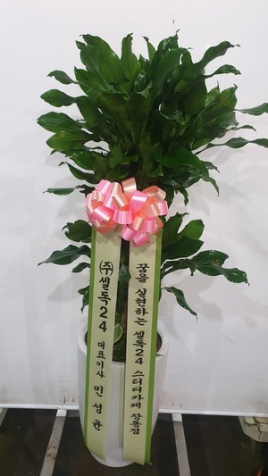공기정화식물 황금죽