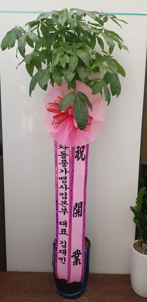 공기정화식물 파키라
