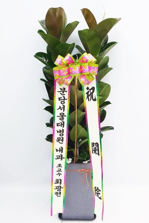 공기정화식물 고무나무