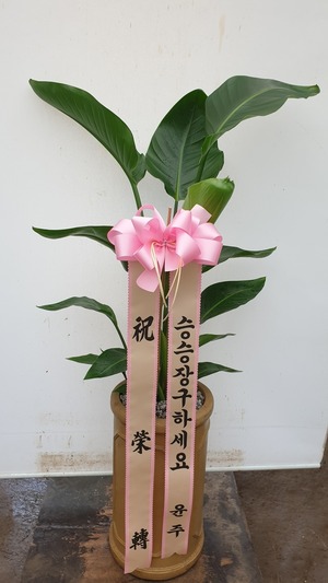 공기정화식물 극락조
