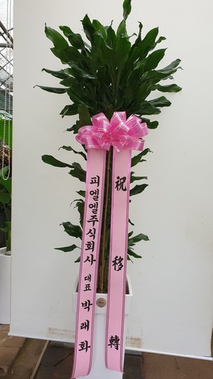 공기정화식물 황금죽