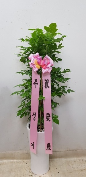 공기정화식물 녹보수