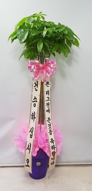 공기정화식물 파키라